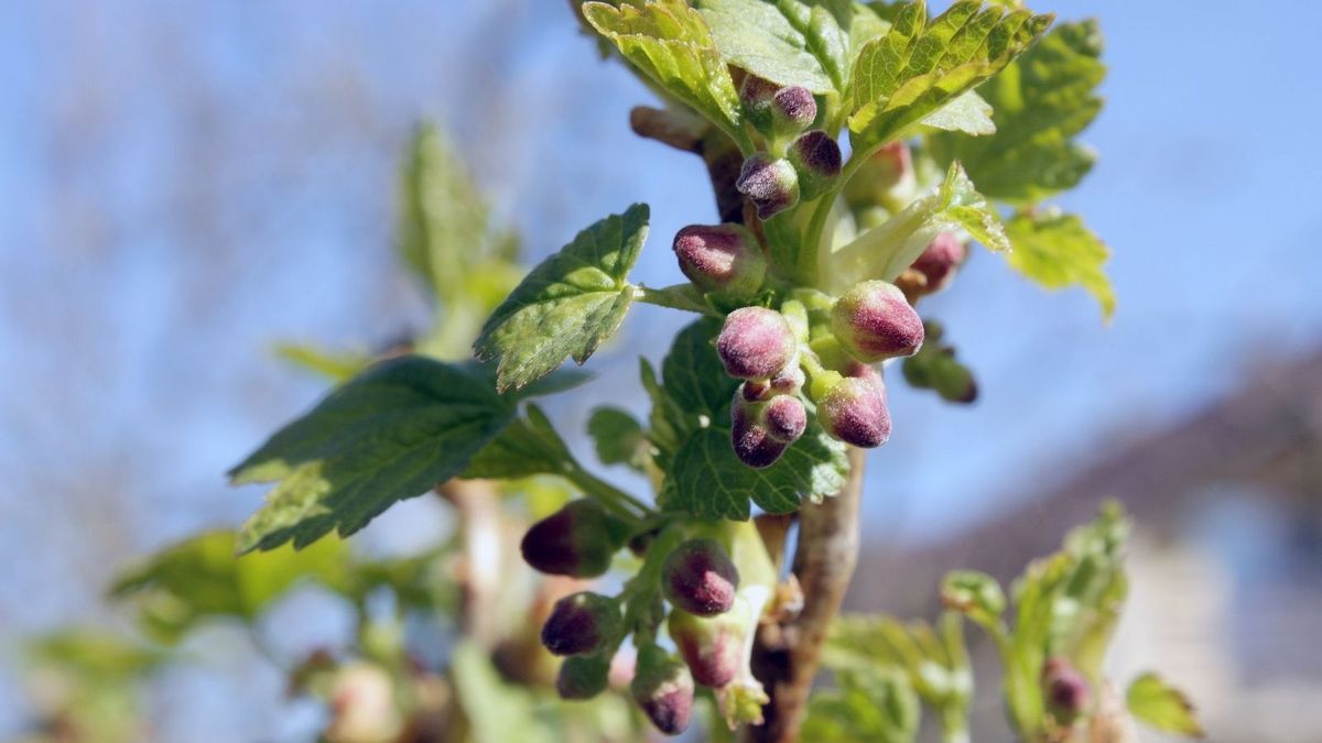 Bourgeon de cassis : ce que la gemmothérapie apporte à vos défenses naturelles et à votre confort articulaire