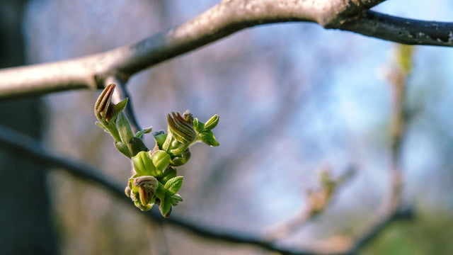 Bourgeons de noyer, gemmothérapie