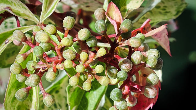 Jeunes pousses de vigne vierge, gemmothérapie
