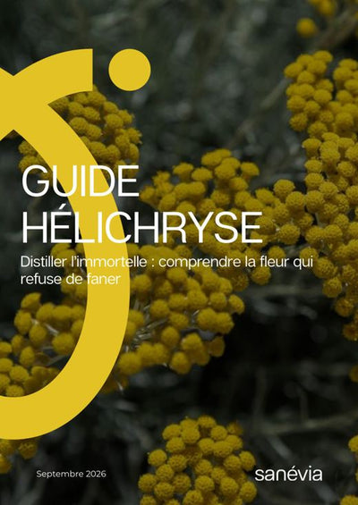 Guide Hélichryse : Distiller l’immortelle : comprendre la fleur qui refuse de faner