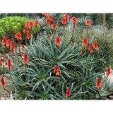 Comment j'ai guéri mon cancer avec une plante : l'aloe arborescens