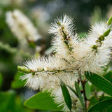 HuileessentielleNiaouliplante
