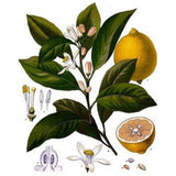 Huile essentielle Citron Herbes et Traditions, 10 ml