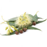 Huile essentielle Eucalyptus Citronné Herbes et Traditions, 10 ml