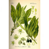 Huile essentielle Laurier Noble Herbes et Traditions, 5 ml