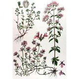 Huile essentielle Marjolaine à coquilles Herbes et Traditions, 10 ml