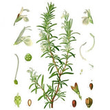 Huile essentielle Romarin à camphre Herbes et Traditions, 10 ml