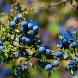 Eau florale Bleuet