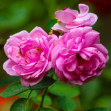 Eau florale Rose