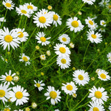 Eau florale Camomille Romaine