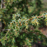 Bourgeons Genévrier bio
