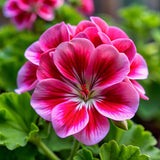 Huile essentielle Géranium rosat