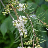 Hydrolat Tea Tree
